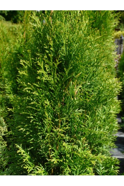 Туя Смарагд Лайт із ніжним відтінком хвої.