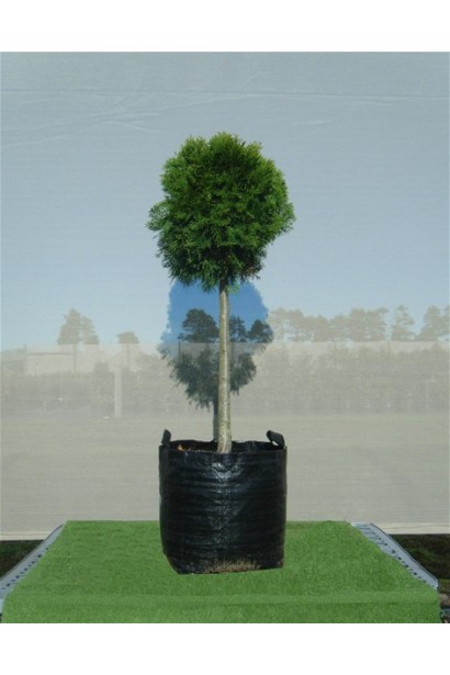 Туя західна Смарагд Лайт куля на штамбі