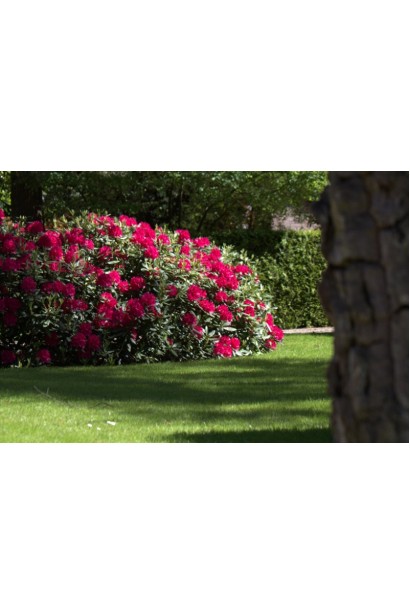 Кущ із великими квітами Нова Зембла