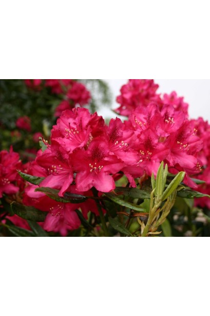 Кущ Nova Zembla із насиченим червоним цвітом.