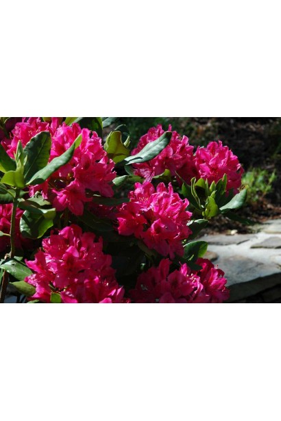 Кущ із великими квітами Nova Zembla.