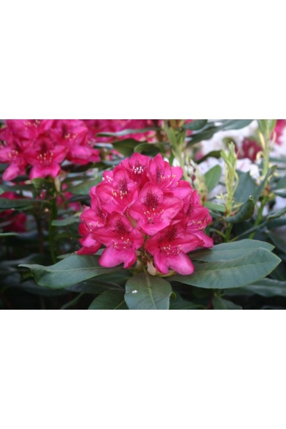 Квіти рододендрон Нова Зембла