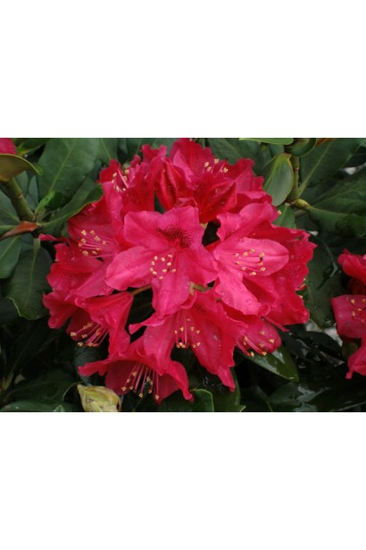 Rhododendron Nova Zembla