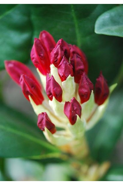 Rhododendron Nova Zembla