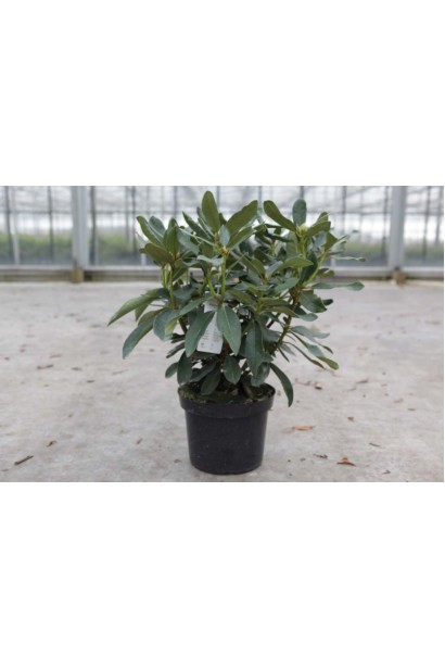 Саджанець Rhododendron Nova Zembla із яскравими квітами.