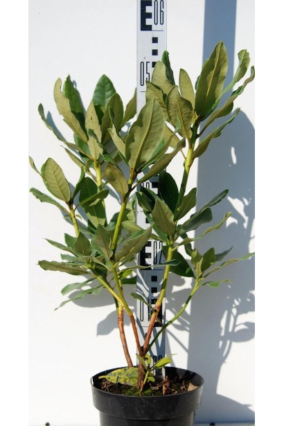 Рододендрон Нова Зембла - 5л/вис.50-60см/Ø20-30см