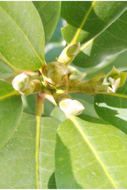 Листя рододендрону Нова Зембла декоративне весь сезон.