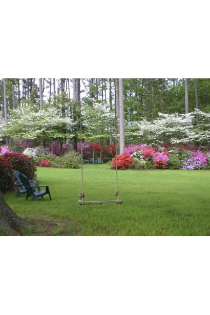 Рододендрон Нова Зембла