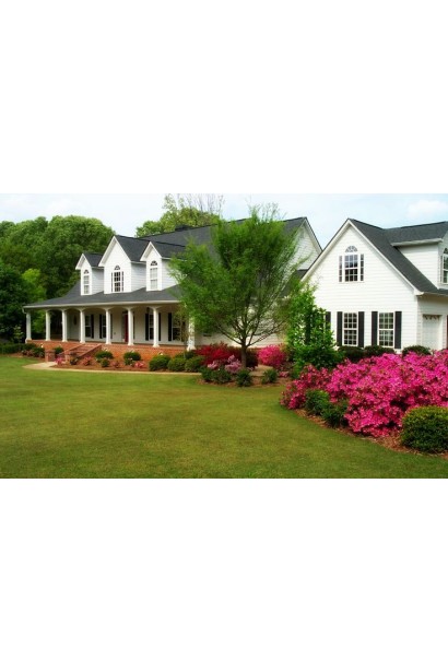 Рододендрон Нова Зембла біля будинку