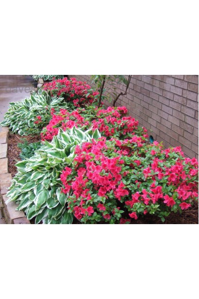 Рододендрон Нова Зембла прикрашає сад влітку.