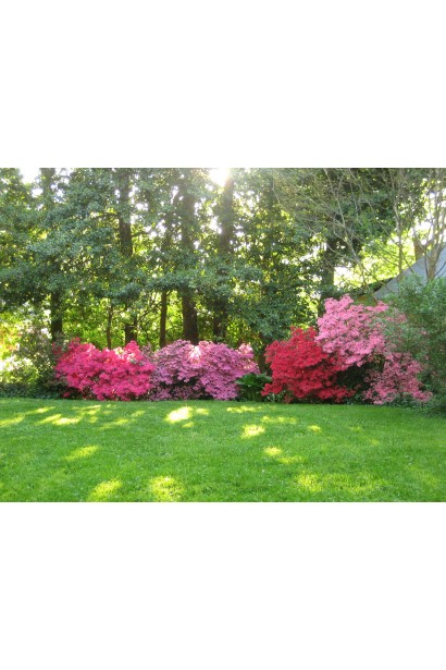 Рододендрон Нова Зембла