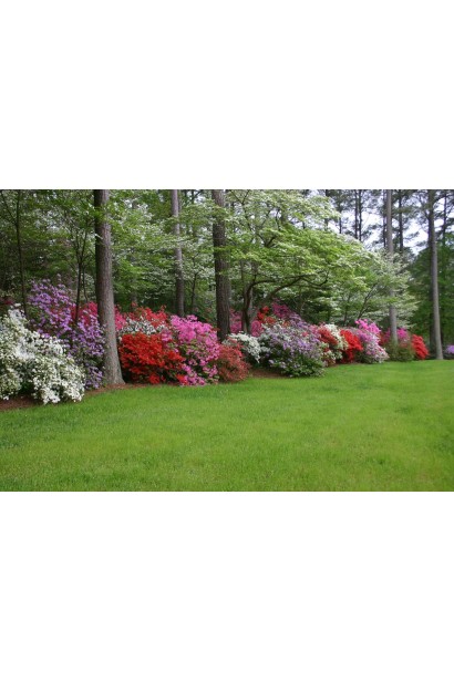 Рододендрон Нова Зембла в ландшафті