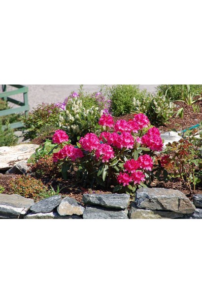 Рододендрон Нова Зембла чудово доповнює композиції.