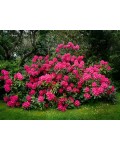 Рододендрон Нова Зембла | Rhododendron Nova Zembla