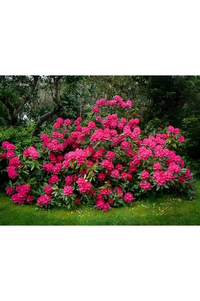 Квітучий рододендрон Нова Зембла – акцент у ландшафті.