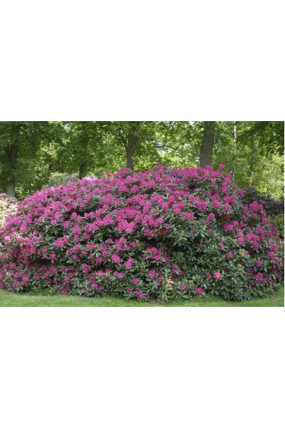 Рододендрон Нова Зембла створює садову гармонію.