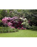 Рододендрон Поларнахт | Рододендрон Поларнахт | Rhododendron Pollarnight