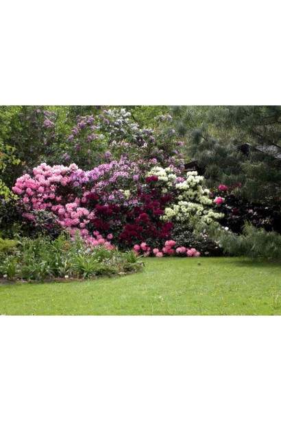 Кущ Pollarnight стане акцентом у ландшафтному дизайні.