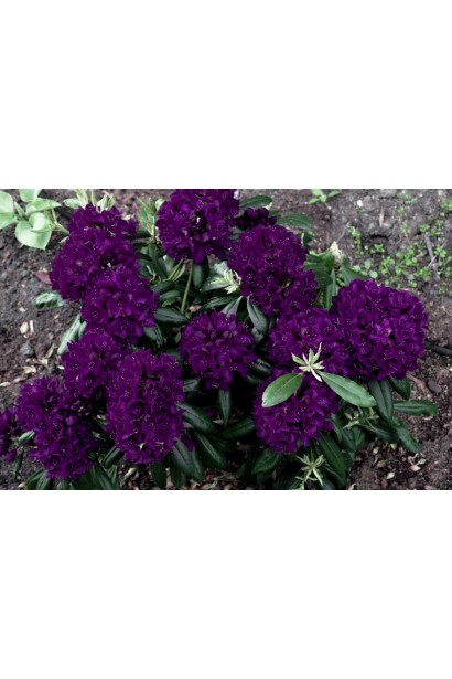 Рододендрон Поларнахт