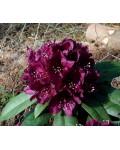 Рододендрон Поларнахт | Rhododendron Pollarnight