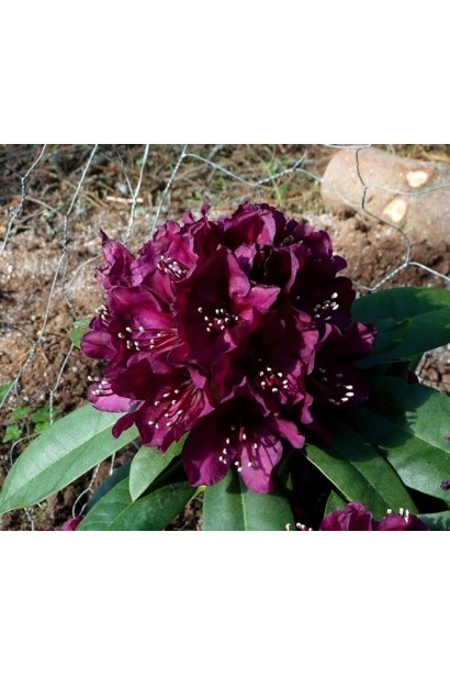 Рододендрон Поларнахт чудово росте в кислому ґрунті.