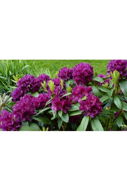 Рододендрон Поларнахт