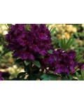 Рододендрон Поларнахт | Рододендрон Поларнахт | Rhododendron Pollarnight