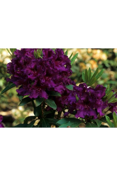 Rhododendron Pollarnight