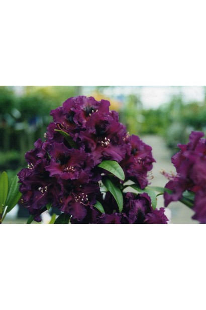 Поларнахт – вишуканий акцент у садовому дизайні.