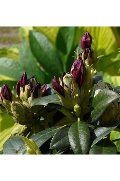 Листя Rhododendron Pollarnight насичено-зелене, блискуче.