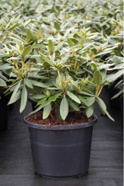 Саджанець Pollarnight для декоративного саду.