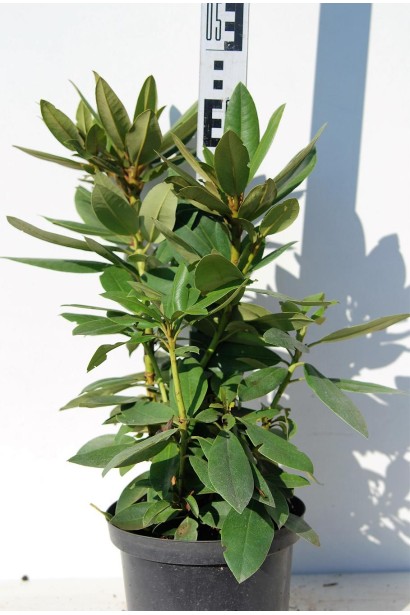 Рододендрон Поларнахт  - 5л/вис.40-50см/Ø20-30см