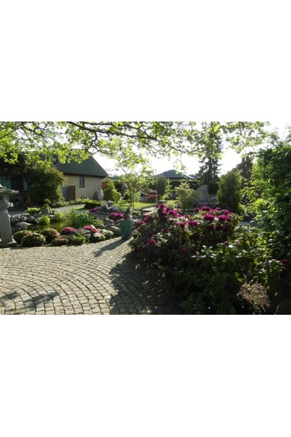 Кущ Pollarnight підходить для півтіні та тіні.