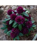Рододендрон Поларнахт | Rhododendron Pollarnight