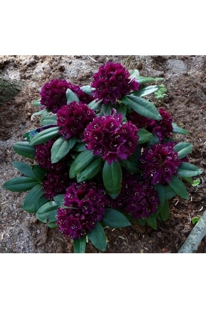 Рододендрон Поларнахт з ефектними темними суцвіттями.