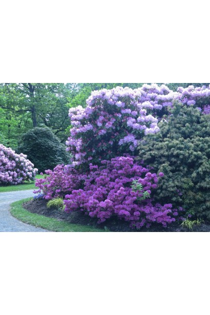 Квітучий Поларнахт вражає розкішним виглядом.