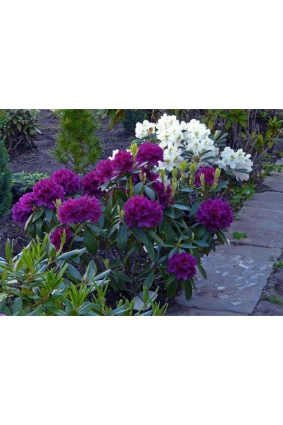 Rhododendron Pollarnight гармонійно виглядає в міксбордерах.