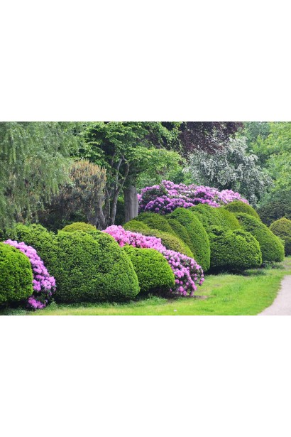 Поларнахт чудово поєднується з іншими рослинами в саду.