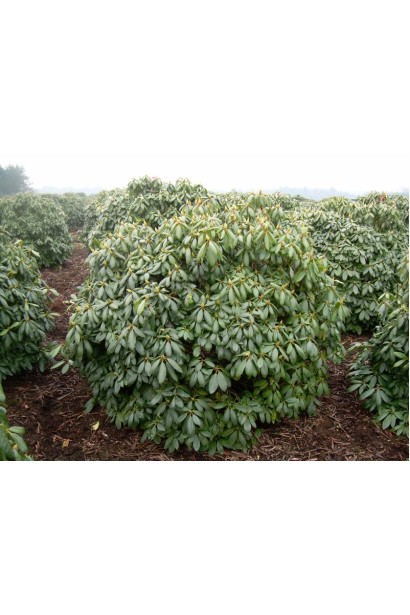 Листя рододендрону Поларнахт декоративне весь сезон.