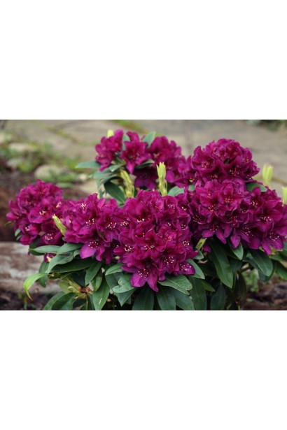 Саджанець Rhododendron Pollarnight із глибокими пурпуровими квітами.