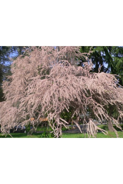 Тамарикс дрібноквітковий – стійкий кущ для ландшафту.