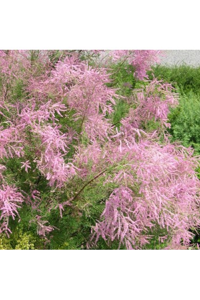 Ніжний рожевий цвіт Тамарикс дрібноквіткового.