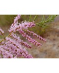 Тамарикс мелкоцветный | Тамарикс дрібноквітковий | Tamarix parviflora