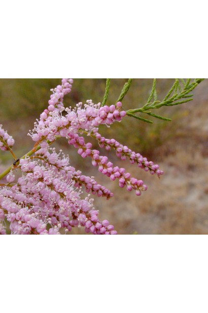 Декоративний кущ Тамарикс із дрібними квітами.