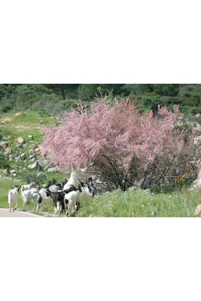 Тамарикс дрібноквітковий – витончений акцент для саду.