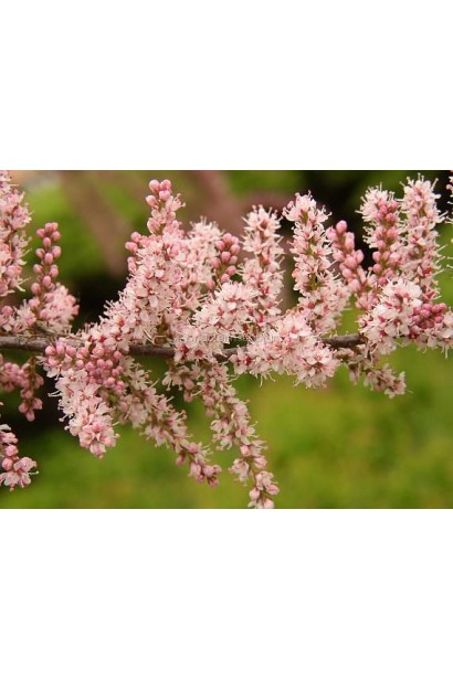 Тамарикс дрібноквітковий: Елегантність в кожній гілці.