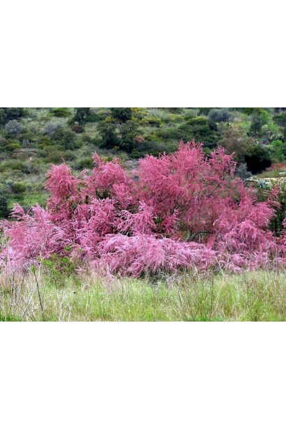 Тамарикс дрібноквітковий із ніжними рожевими квітами.