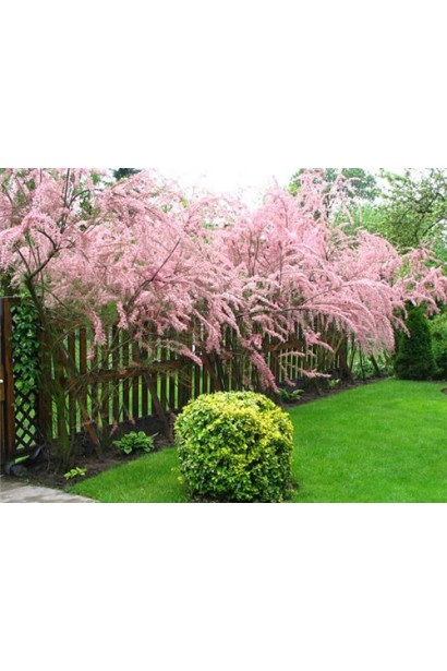 Жива огорожа з тамариксу: Зелена стіна для вашого саду.