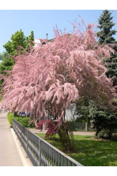 Ніжна краса Тамарикс дрібноквіткового у квітучий сезон.