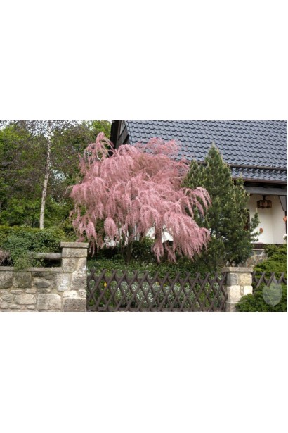 Тамарикс дрібноквітковий – декоративний кущ для природного стилю.